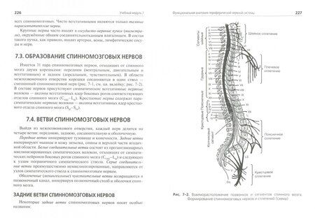 Фотография книги "Смольянникова, Фалина, Сагун: Анатомия и физиология человека. Учебник"
