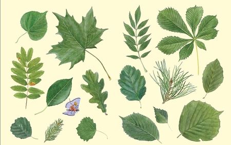 Фотография книги "Стефан Каста: Софи в мире деревьев"