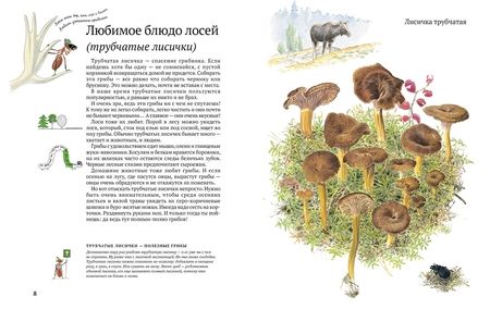 Фотография книги "Стефан Каста: Софи в мире грибов"