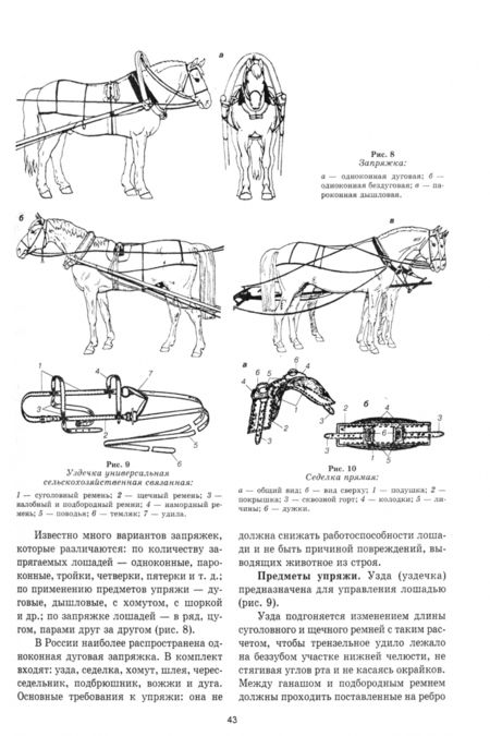 Фотография книги "Стекольников, Кузнецов, Галецкий: Уход и болезни лошадей. Учебное пособие для СПО"