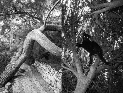 Фотография книги "Света нет"
