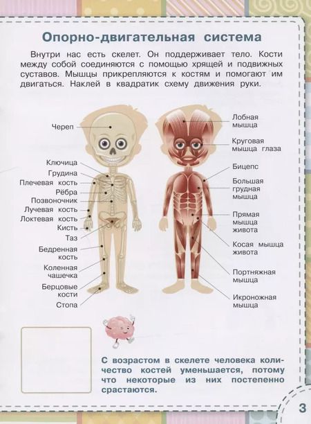 Фотография книги "Светлана Чиркова: Тело человека. Книжка с многоразовыми наклейкми"