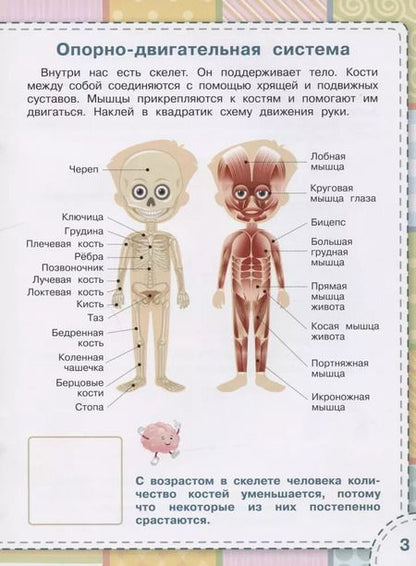 Фотография книги "Светлана Чиркова: Тело человека. Книжка с многоразовыми наклейкми"