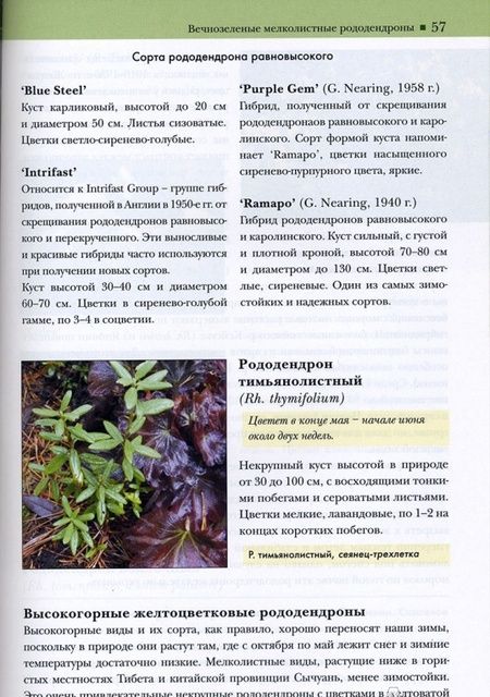 Фотография книги "Светлана Воронина: Рододендроны"