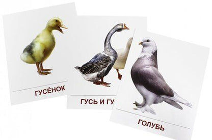 Фотография книги "Т. Шорыгина: Демонстрационные картинки "Птицы домашние и декоративные" (16 картинок)"