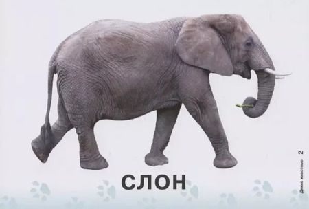 Фотография книги "Татьяна Бойченко: Карточки для умного развития. Дикие животные (32 карточки)"