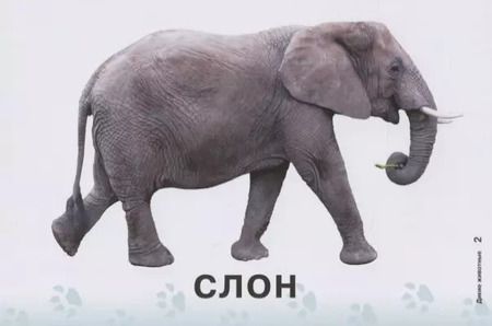 Фотография книги "Татьяна Бойченко: Карточки для умного развития. Дикие животные (32 карточки)"