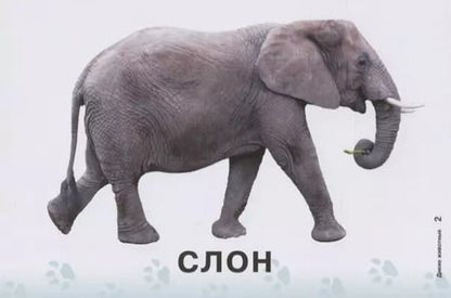 Фотография книги "Татьяна Бойченко: Карточки для умного развития. Дикие животные (32 карточки)"