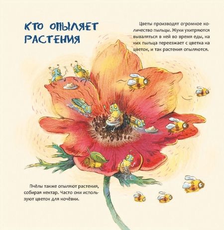 Фотография книги "Татьяна Бреслава: Израиль. Страна анемонов"