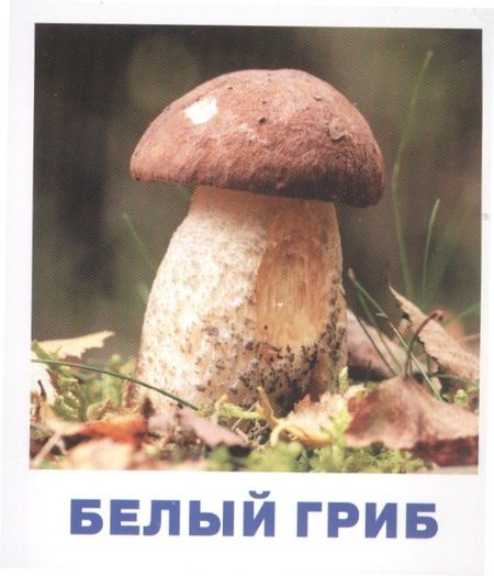 Фотография книги "Татьяна Тимофеева: Грибы наших лесов. Карточки для детей с подсказками для взрослых"