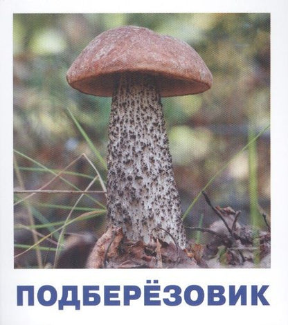 Фотография книги "Татьяна Тимофеева: Грибы наших лесов. Карточки для детей с подсказками для взрослых"