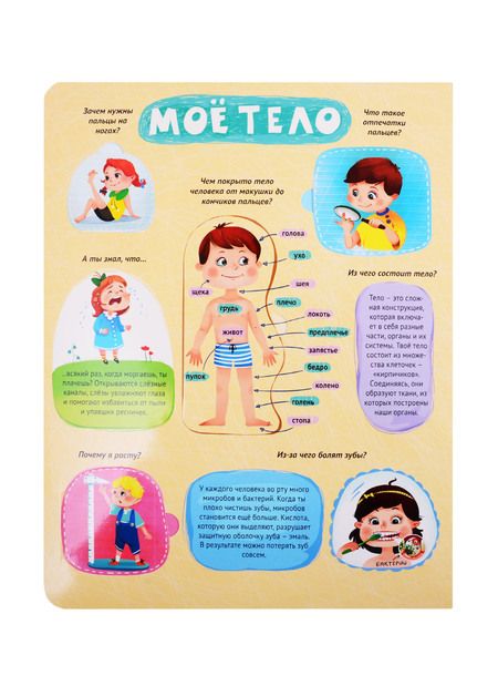 Фотография книги "Тело человека. Книжка с окошками"