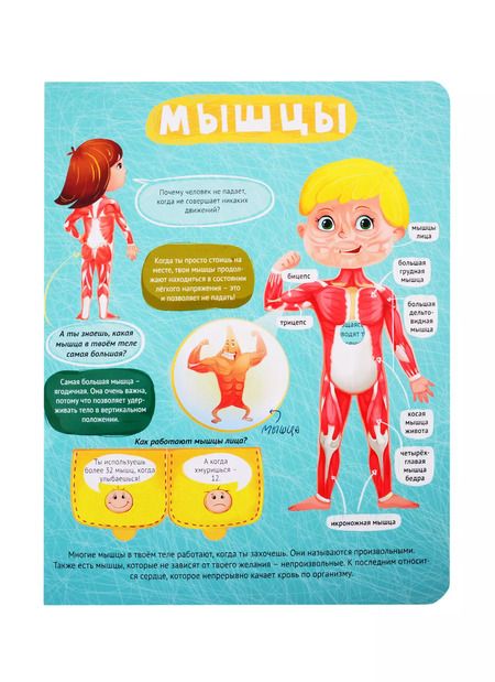 Фотография книги "Тело человека. Книжка с окошками"