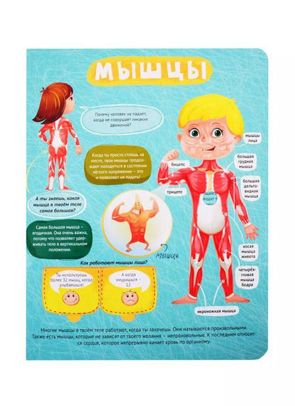 Фотография книги "Тело человека. Книжка с окошками"