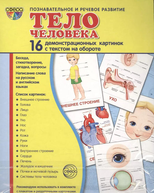 Обложка книги "Тело человека: 16 демонстрационных картинок с текстом на обороте"