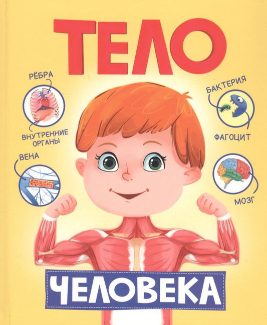 Обложка книги "Тело человека"
