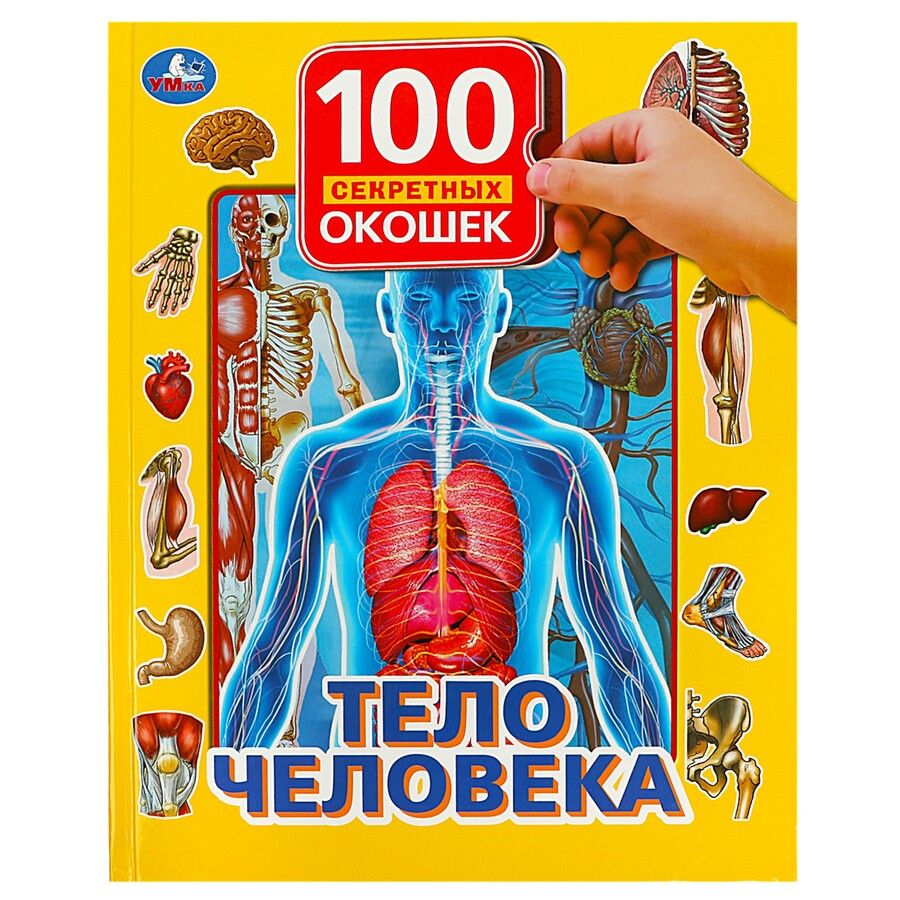 Обложка книги "Тело человека"