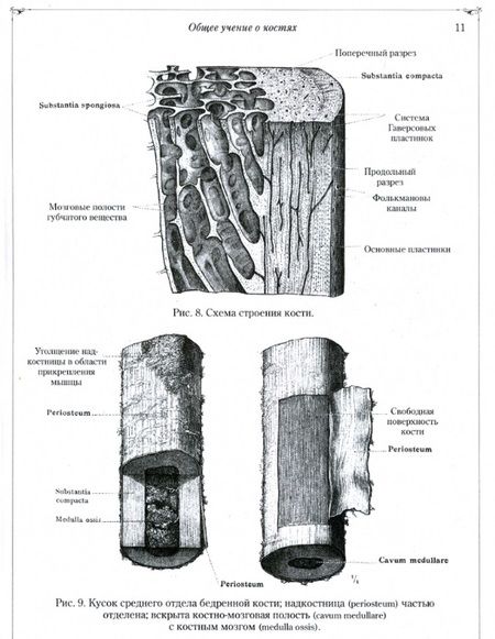 Фотография книги "Толдт: Анатомический атлас"