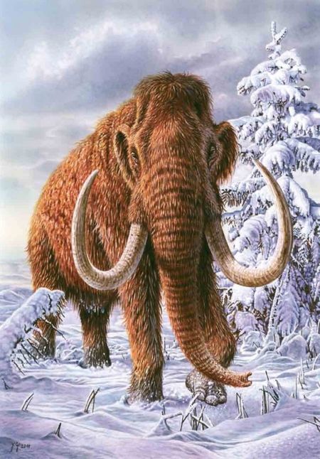 Фотография книги "Толмачев, Малый: Книга исчезнувших животных. BIObook А. Толмачёва"