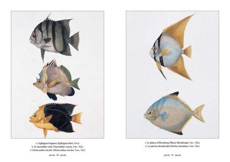 Фотография книги "Царство животных. Позвоночные. Рыбы и рептилии"