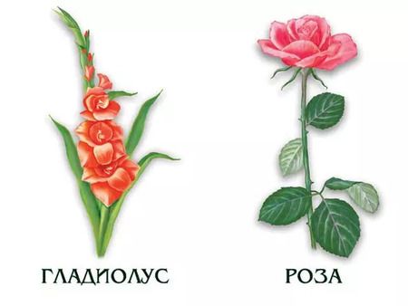 Фотография книги "Цветы. Лесные, луговые, садовые. 4-6 лет. Демонстрационный материал"