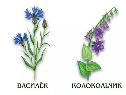 Фотография книги "Цветы. Лесные, луговые, садовые. 4-6 лет. Демонстрационный материал"