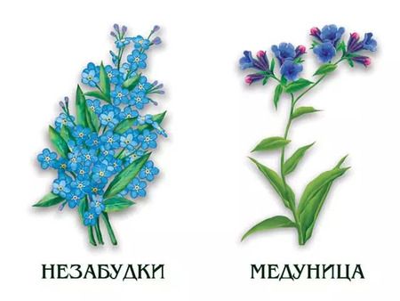 Фотография книги "Цветы. Лесные, луговые, садовые. 4-6 лет. Демонстрационный материал"