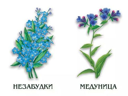 Фотография книги "Цветы. Лесные, луговые, садовые. 4-6 лет. Демонстрационный материал"