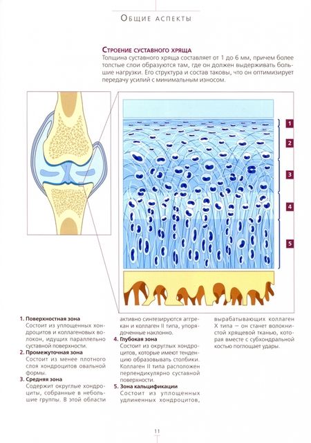 Фотография книги "Валь, Гарсиа, Домингес: 3D-Артрология собаки. Интерактивный атлас"