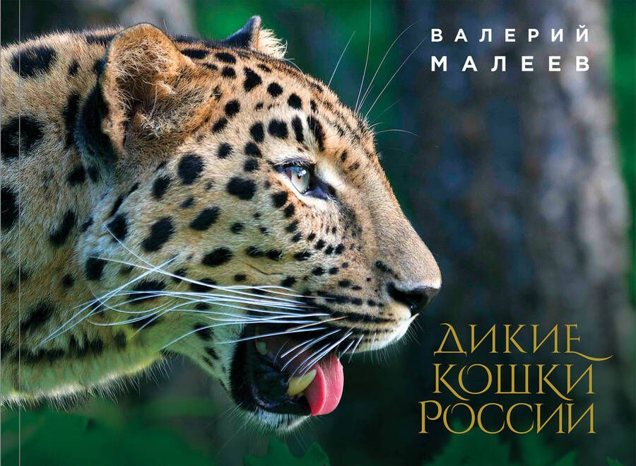 Обложка книги "Валерий Малеев: Дикие кошки России"