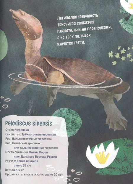 Фотография книги "Великолепная десятка. Черепахи"