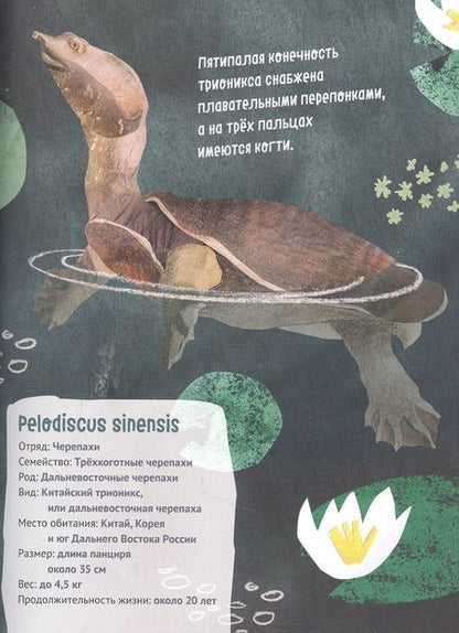 Фотография книги "Великолепная десятка. Черепахи"