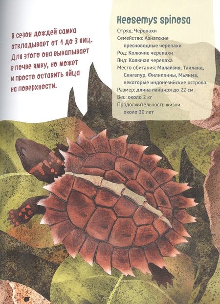 Фотография книги "Великолепная десятка. Черепахи"