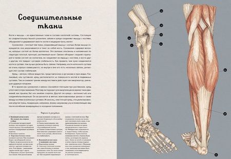 Фотография книги "Видеман, Пакстон: Анатомикум"