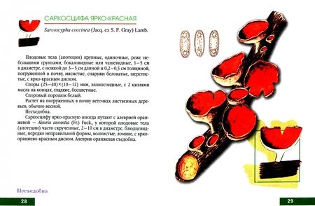 Фотография книги "Владимир Адамчик: Грибы. Справочник-определитель"
