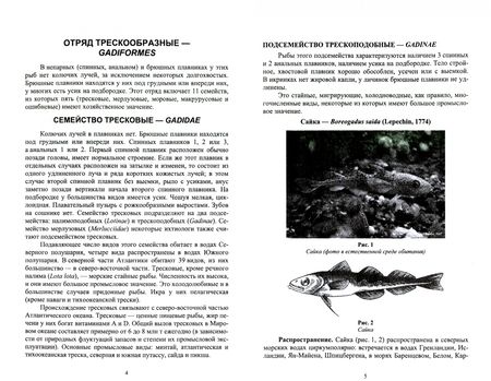 Фотография книги "Владимир Саускан: Краткое описание промысловых рыб Мирового океана. Трескообразные"
