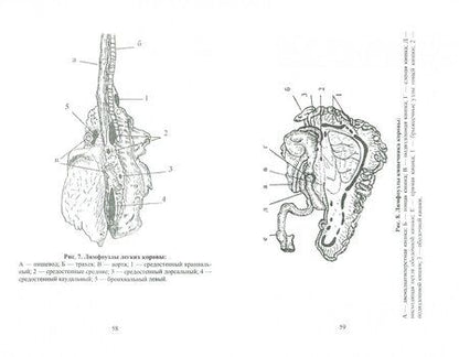 Фотография книги "Владимир Жуков: Органопатология иммунной системы животных. Учебное пособие"