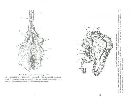 Фотография книги "Владимир Жуков: Органопатология иммунной системы животных. Учебное пособие"