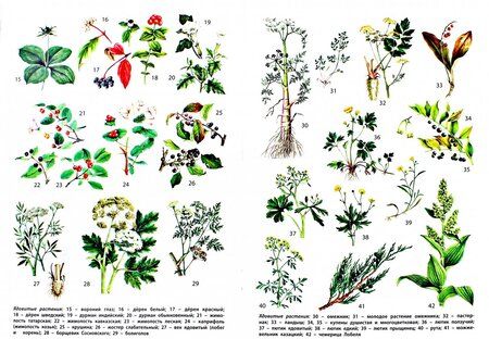 Фотография книги "Ядовитые растения и опасные животные"