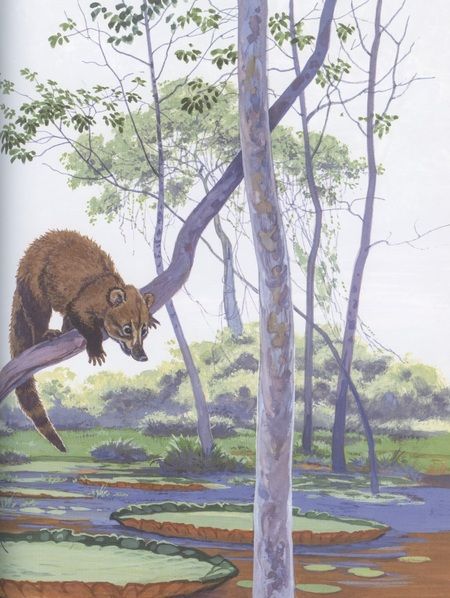 Фотография книги "Яровой: Приключения Тирика и Коати. Сказки с берегов Амазонки"