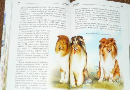 Фотография книги "Е.И. Александрова: Собаки"
