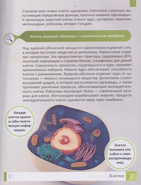 Фотография книги "Елена Александровна: Тело человека: энциклопедия"