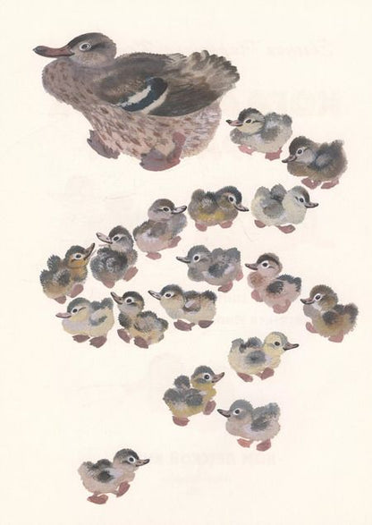 Фотография книги "Евгения Чарушина-Капустина: Когда утёнок вырастет?"