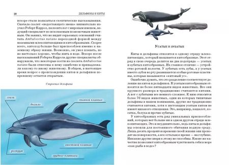 Фотография книги "Юлия Дунаева: Дельфины и киты"