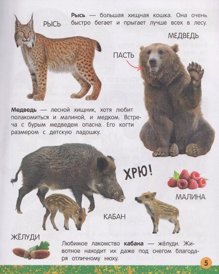 Фотография книги "Юлия Латушко: Моя большая книга о животных"