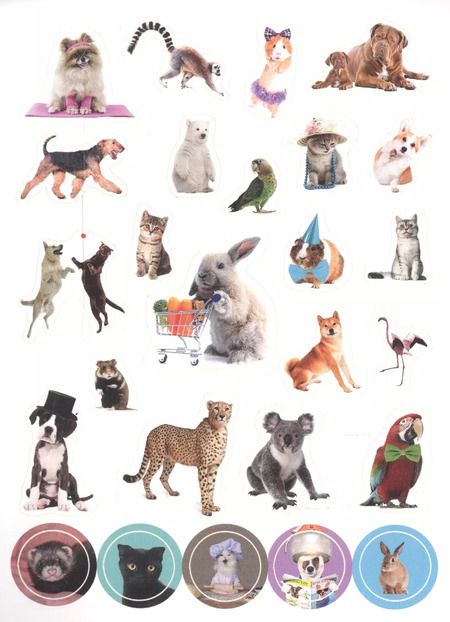 Фотография книги "Забавные животные"