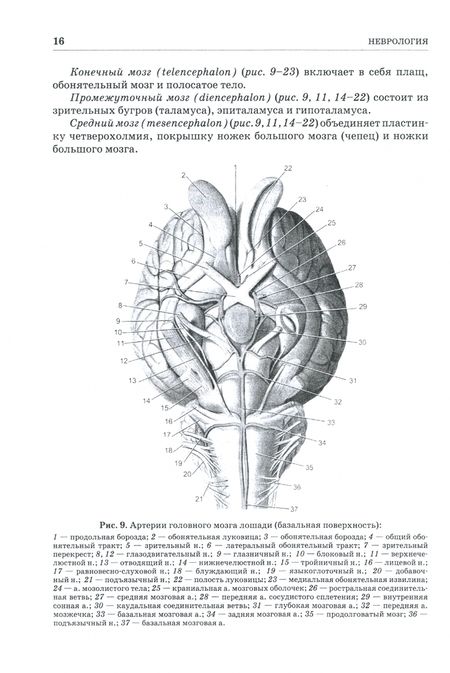 Фотография книги "Зеленевский, Щипакин, Былинская: Анатомия животных. Неврология. Особенности строения домашней птицы. Практикум"