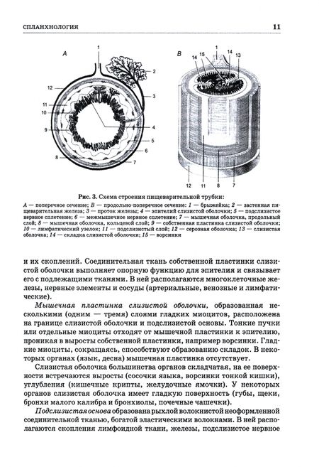 Фотография книги "Зеленевский, Щипакин, Зеленевский: Анатомия животных. Спланхнология и ангиология. Практикум. Учебное пособие для вузов"