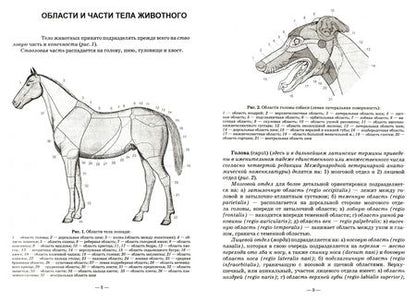 Фотография книги "Зеленевский, Зеленевский, Щипакин: Анатомия животных.Практикум.Учебное пособие для вузов"