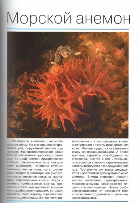 Фотография книги "Жан-Батист Панафье: Мир животных. Открой для себя удивительный мир животных!"